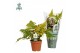 Dryopteris erythrosora Air So Pure 