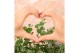 Eucalyptus pulverulenta websteriana botanic hearts 