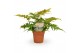 Dryopteris erythrosora 