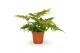 Dryopteris erythrosora 