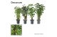 Polyscias vertakt mix 2-3 soorten decorum 