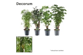 Polyscias vertakt mix 2-3 soorten decorum