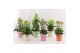 Kalanchoe speciality mix Kalanchoe Special Mix, minimaal 3 soorten van 