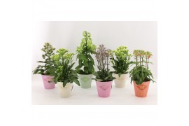 Kalanchoe speciality mix Kalanchoe Special Mix, minimaal 3 soorten van
