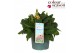Verbascum phoeniceum Verbascum Phoeniceum P19 Mix 30 bl. 