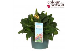 Verbascum phoeniceum Verbascum Phoeniceum P19 Mix 30 bl.