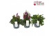 Verbascum phoeniceum Verbascum Phoeniceum P19 Mix 30 bl. 