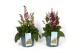 Verbascum phoeniceum Verbascum Phoeniceum P19 Mix 30 bl. 