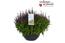 Salvia sensation deep blue nemorosa Salvia Nemorosa Compact Blue P30 3