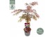 Acer palmatum garnet 