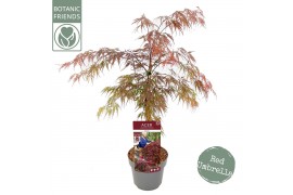 Acer palmatum garnet