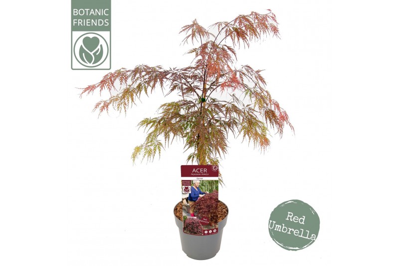 Acer palmatum garnet 