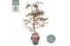 Acer palmatum garnet 