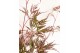 Acer palmatum garnet 