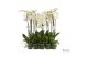 Phalaenopsis wit 2 tak - 75/80cm 