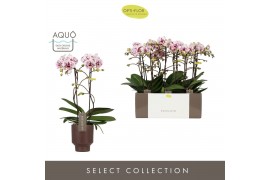 Phalaenopsis multiflora Exclusivo - Athena - 2 tak - Emilia Brown Aquo