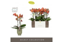 Phalaenopsis multiflora oranje Exclusivo - Eos - 3 tak - Emilia Green 