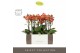Phalaenopsis multiflora oranje Exclusivo - Eos - 3 tak - Emilia Green  