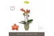 Phalaenopsis multiflora oranje Exclusivo - Eos - 3 tak - Emilia Green  