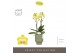 Phalaenopsis multiflora anthura arezzo Optimost - Arezzo - 2 tak - Emi 