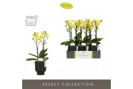 Phalaenopsis multiflora anthura arezzo Optimost - Arezzo - 2 tak - Emi