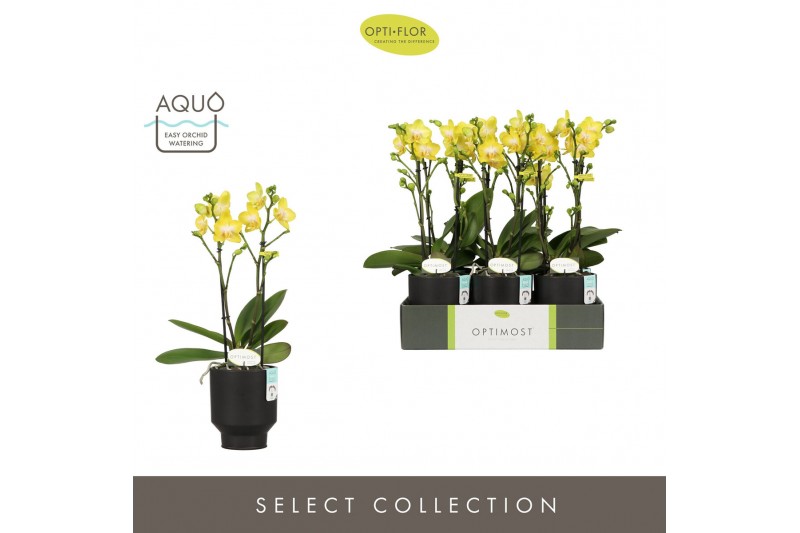 Phalaenopsis multiflora anthura arezzo Optimost - Arezzo - 2 tak - Emi 