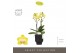 Phalaenopsis multiflora anthura arezzo Optimost - Arezzo - 2 tak - Emi 