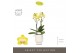 Phalaenopsis multiflora anthura arezzo Optimost - Arezzo - 2 tak - Emi 