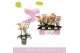 Phalaenopsis multiflora roze Aromio Fresh 3 tak 