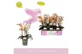 Phalaenopsis multiflora roze Aromio Fresh 3 tak