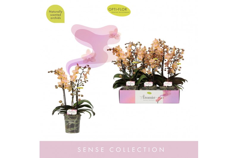 Phalaenopsis multiflora roze Aromio Fresh 3 tak 