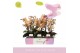 Phalaenopsis multiflora roze Aromio Fresh 3 tak 