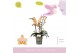 Phalaenopsis multiflora roze Aromio Fresh 3 tak 