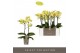 Phalaenopsis multiflora geel Optimost - Hera - 2 tak 