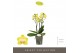 Phalaenopsis multiflora anthura arezzo Optimost - Arezzo - 3 tak 