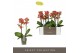 Phalaenopsis multiflora oranje Optimost - Thor - 2 tak 