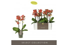 Phalaenopsis multiflora oranje Optimost - Thor - 2 tak