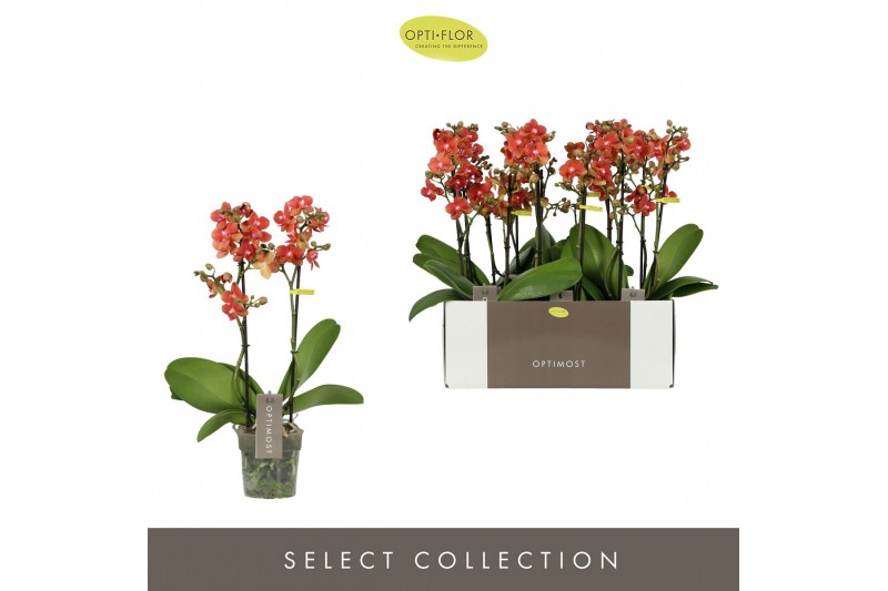 Phalaenopsis multiflora oranje Optimost - Thor - 2 tak 