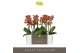 Phalaenopsis multiflora oranje Optimost - Thor - 2 tak 