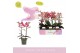 Phalaenopsis multiflora mix 2 tak aromio mix 