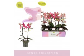 Phalaenopsis multiflora mix 2 tak aromio mix