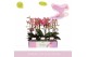 Phalaenopsis multiflora mix 2 tak aromio mix 