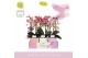 Phalaenopsis multiflora mix Aromio Mix 2 spike in Molise Mix Aquo 20 b 