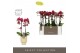 Phalaenopsis multiflora red lion Optimost - Red Lion - 2 tak - Emilia  
