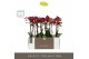 Phalaenopsis multiflora red lion Optimost - Red Lion - 2 tak - Emilia  