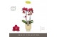 Phalaenopsis multiflora red lion Optimost - Red Lion - 2 tak - Emilia  