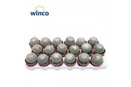 Mammillaria albata var. sanciro Mammillaria Albispinus 2 pp