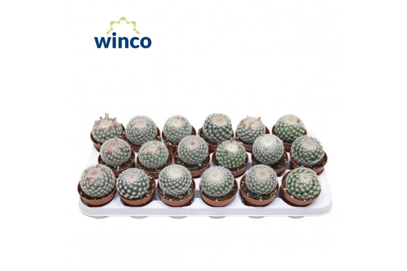 Mammillaria albata var. sanciro Mammillaria Albispinus 2 pp 