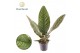 Anthurium Anthurium Superbum 1 bl. 
