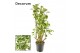 Polyscias balfourii Polyscias Balfouriana vertakt (Decorum) 1 pp 